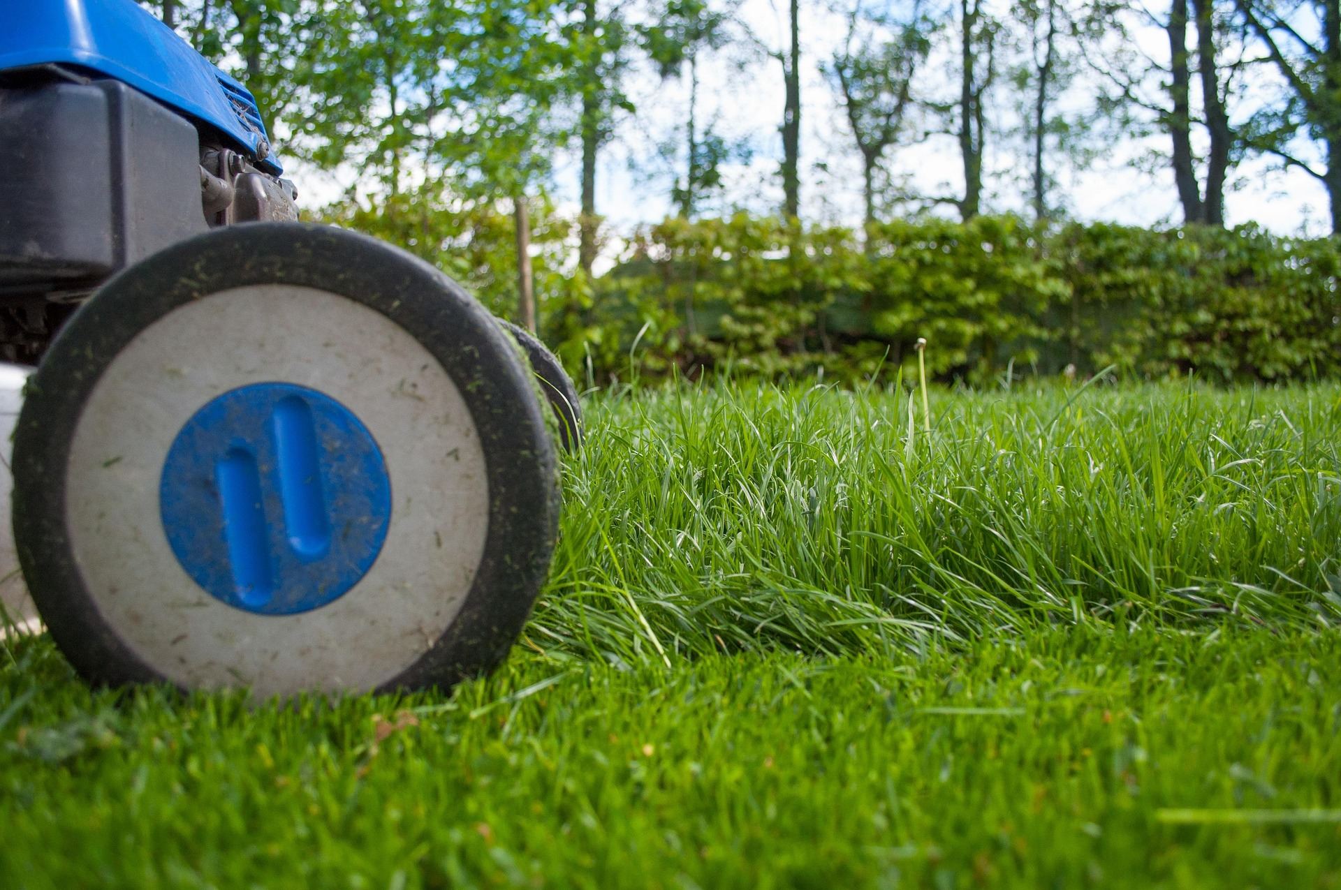 Lawnmower cutting lush green grass