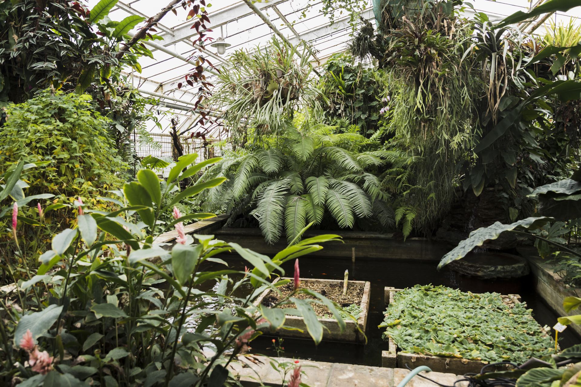 Lush garden greenhouse with tropical ferns and plants