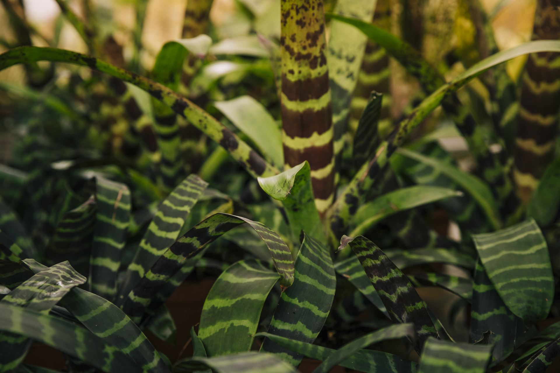 Close-up of green botanical garden leaves