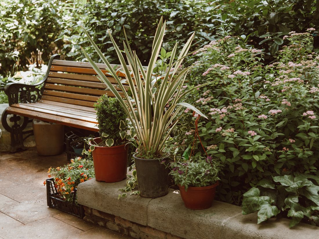 A lush South African garden with a bench and potted plants
