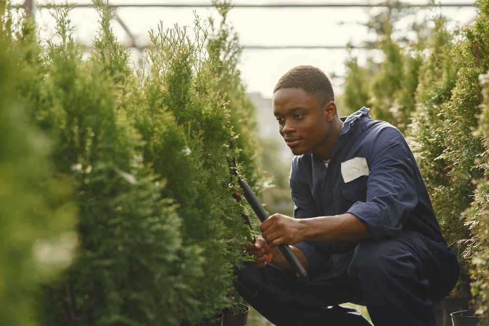 Verified professional gardener trimming a hedge