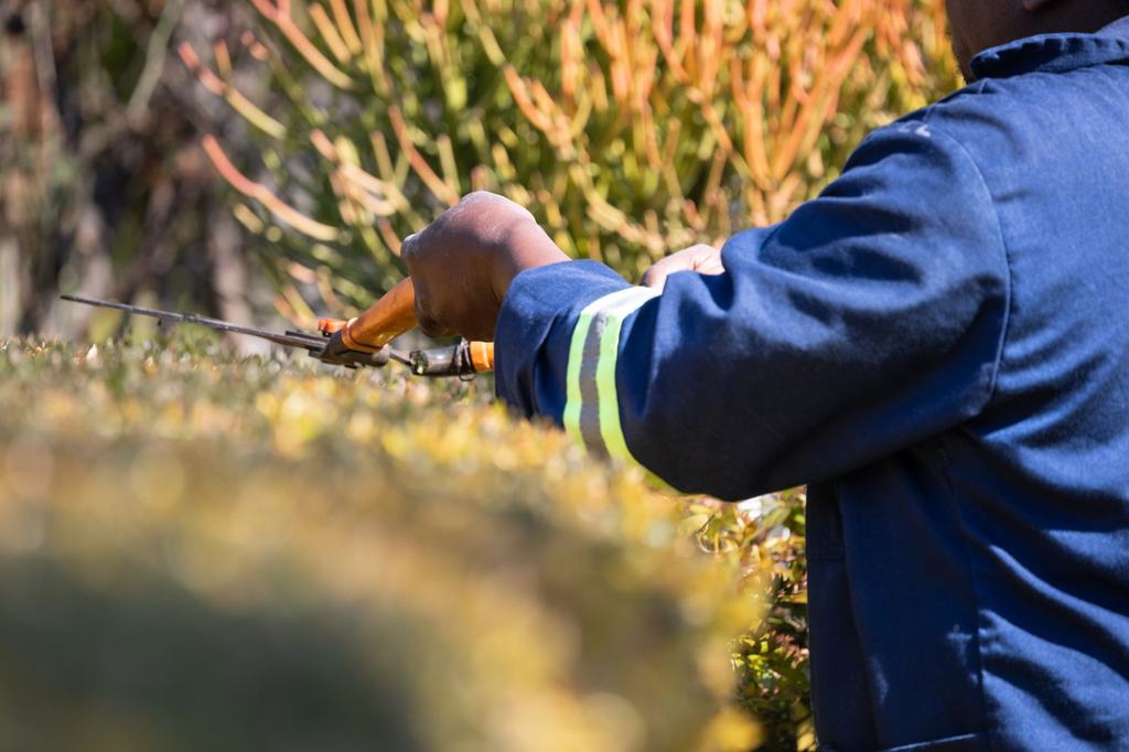 A gardener trimming a hedge with shears