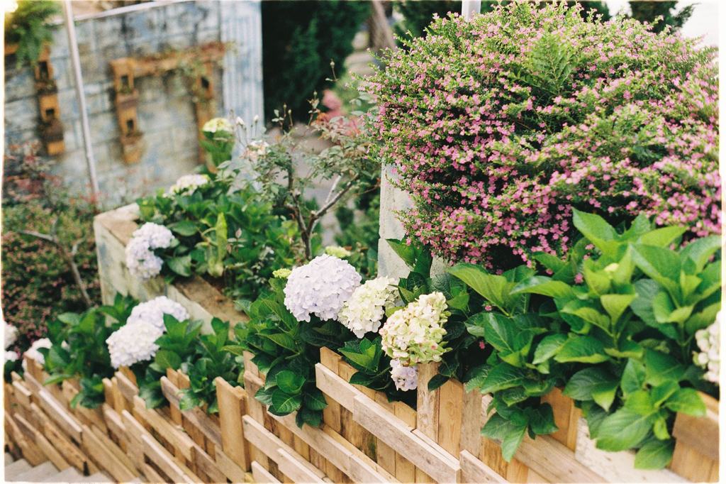 Hydrangeas and flowering shrubs behind a low wooden fence