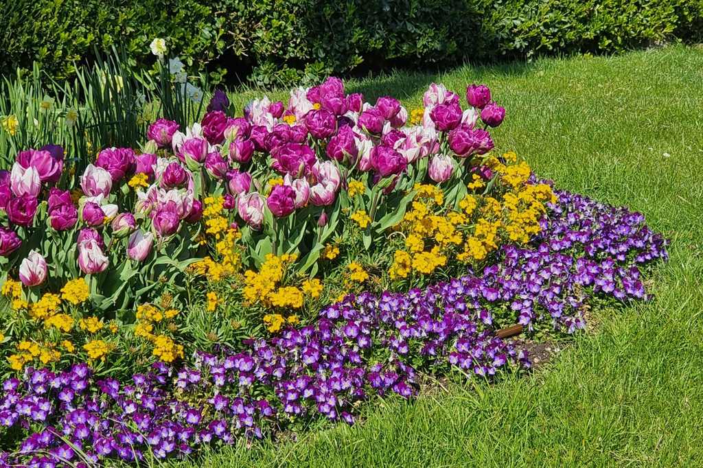 A flower bed of tulips, yellow flowers and violas beside a lawn