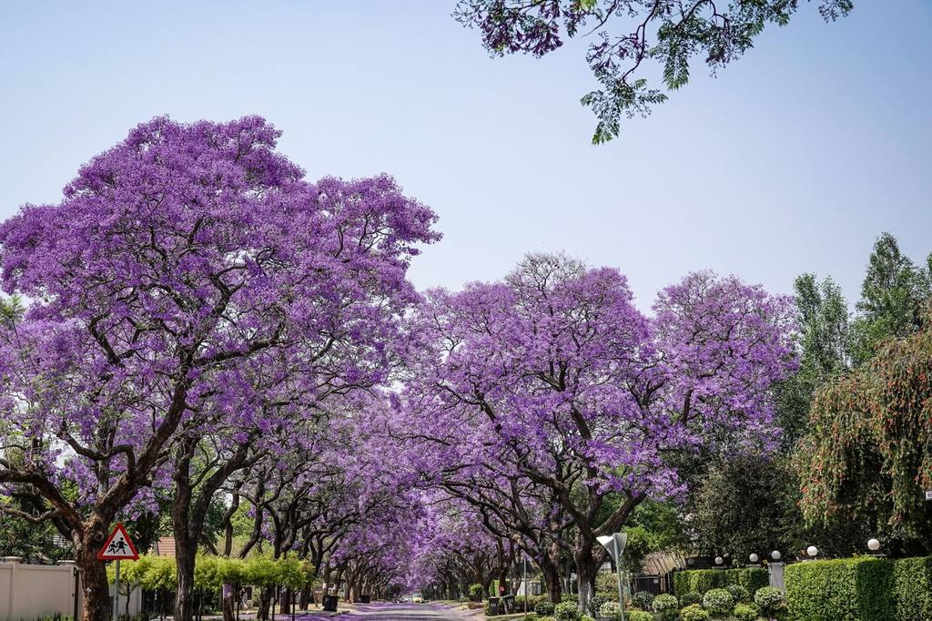 Jacaranda trees in flower along a suburban street